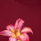 Áo Thun Relaxed Fit Lily Language