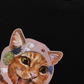 Áo Thun Relaxed Fit Crazy Cat