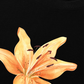 Áo Thun Relaxed Fit Yellow Lily Flower