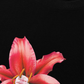 Áo Thun Relaxed Fit Pearl Lily Flower