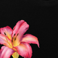 Áo Thun Relaxed Fit Lily Language
