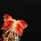 Áo Thun Relaxed Fit Jewel Ring & Orange Kitty Cap Wash