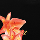 Áo Thun Relaxed Fit Summer Florist
