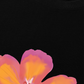 Áo Thun Relaxed Fit Summer Vibes Hawai Flower