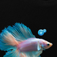 Áo Thun Relaxed Fit Princess Fish