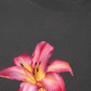 Áo Thun Relaxed Fit Lily Language