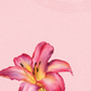 Áo Thun Relaxed Fit Lily Language