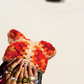 Áo Thun Relaxed Fit Jewel Ring & Orange Kitty Cap Wash