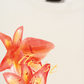 Áo Thun Relaxed Fit Summer Florist