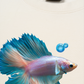Áo Thun Relaxed Fit Princess Fish