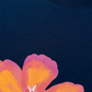 Áo Thun Relaxed Fit Summer Vibes Hawai Flower