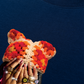 Áo Thun Relaxed Fit Jewel Ring & Orange Kitty Cap Wash