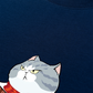 Áo Thun Relaxed Fit Funny Couple Cat