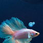 Áo Thun Relaxed Fit Princess Fish