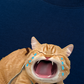 Áo Thun Relaxed Fit Animal Mood Funny Meow
