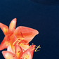 Áo Thun Relaxed Fit Summer Florist