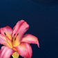 Áo Thun Relaxed Fit Lily Language