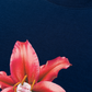 Áo Thun Relaxed Fit Pearl Lily Flower