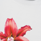 Áo Thun Relaxed Fit Pearl Lily Flower