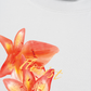 Áo Thun Relaxed Fit Summer Florist