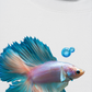 Áo Thun Relaxed Fit Princess Fish