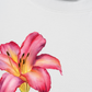 Áo Thun Relaxed Fit Lily Language