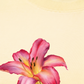 Áo Thun Relaxed Fit Lily Language